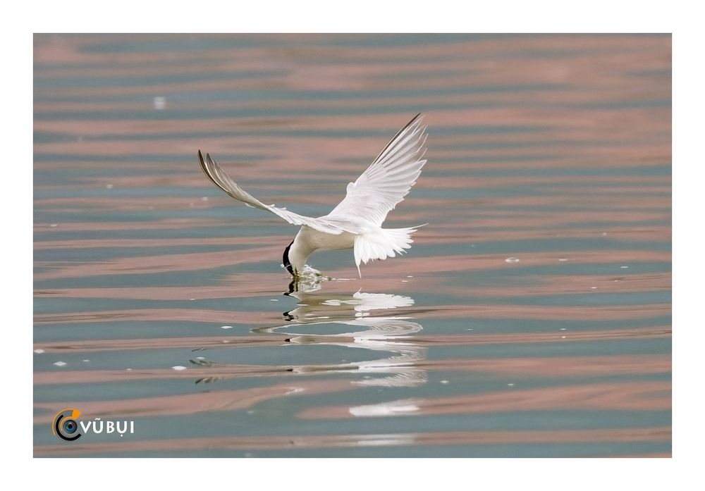 Gygis alba hunts
