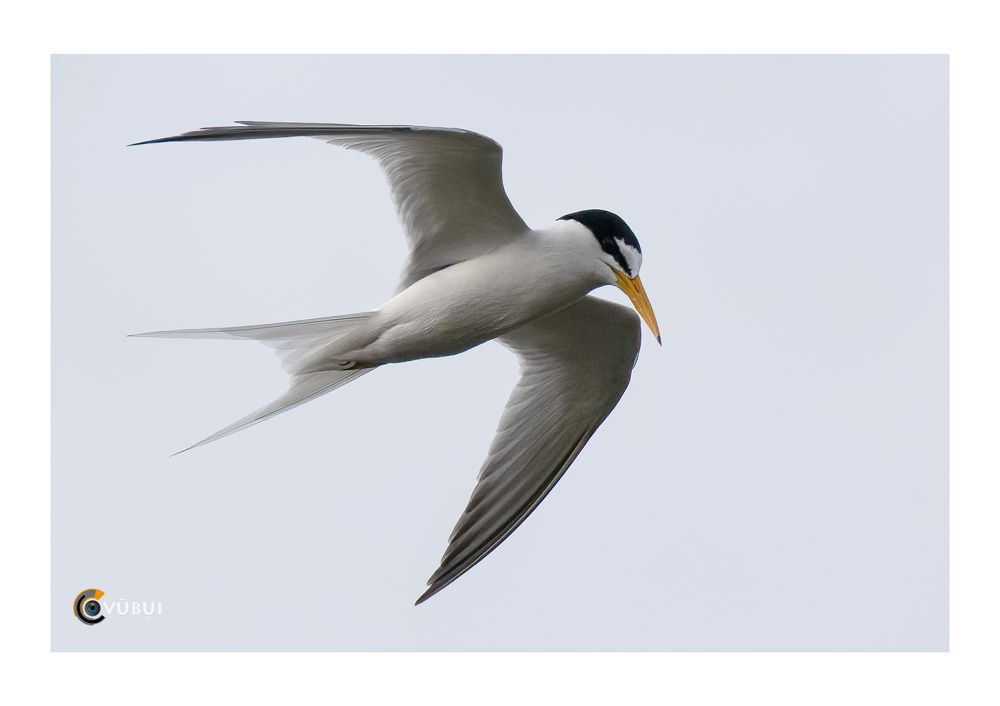 Gygis alba hunts