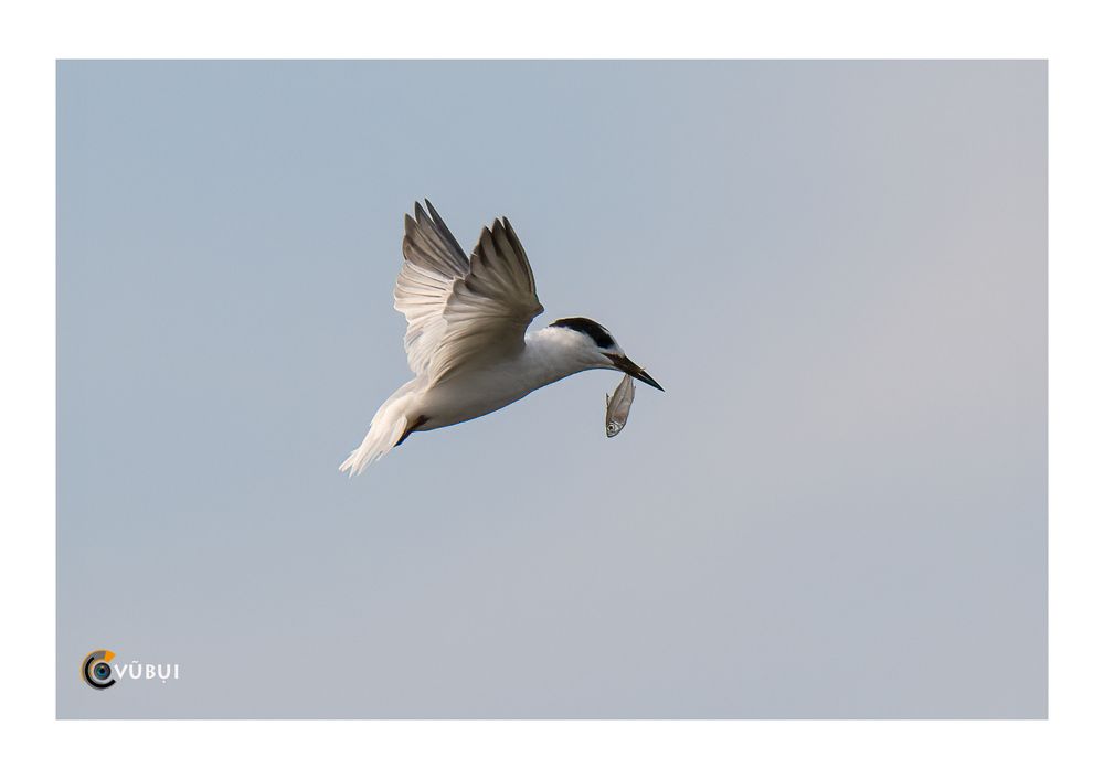 Gygis alba hunts