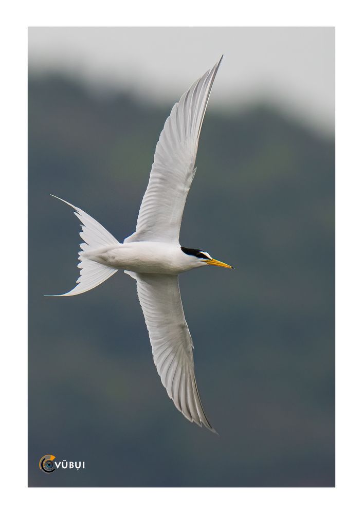 Gygis alba hunts