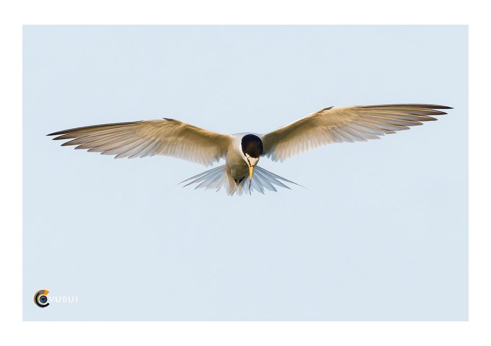 Gygis alba hunts