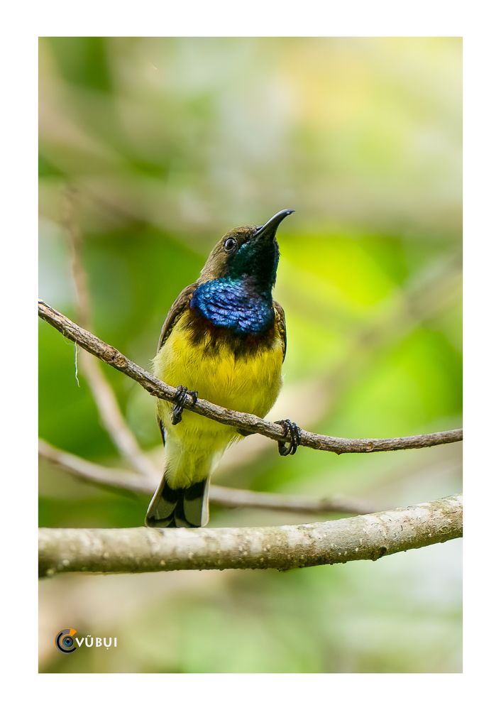 Olive-backed Sunbird in the morning sunlight