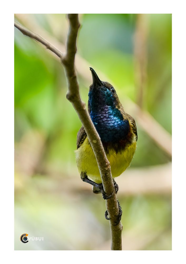 Olive-backed Sunbird in the morning sunlight