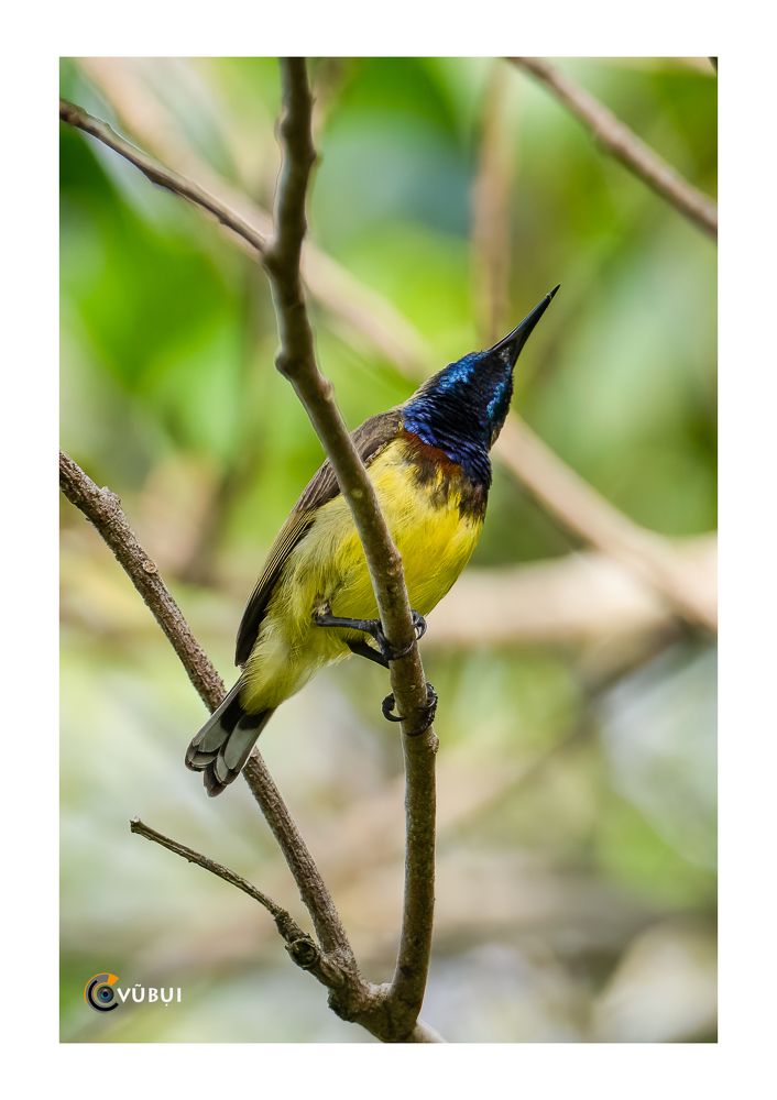 Olive-backed Sunbird in the morning sunlight