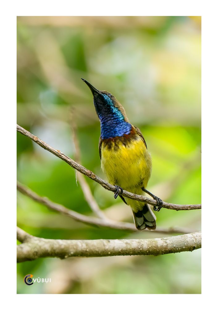 Olive-backed Sunbird in the morning sunlight
