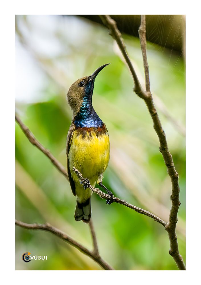 Olive-backed Sunbird in the morning sunlight