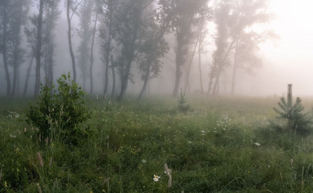 По туману
