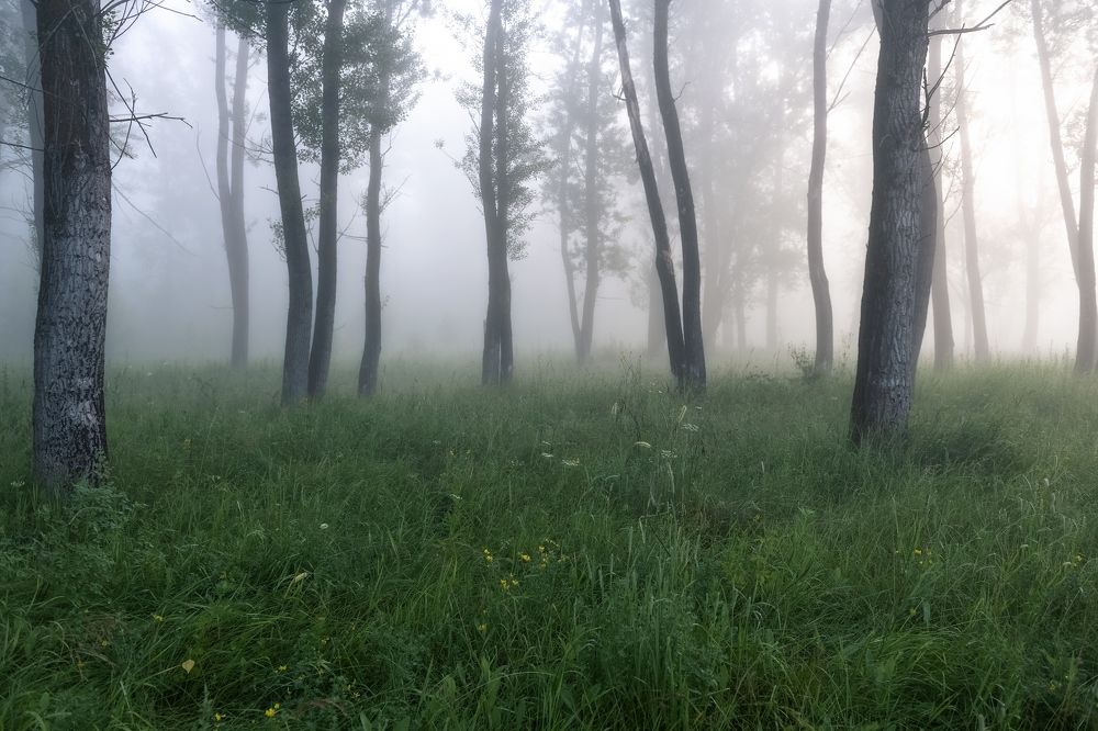 По туману