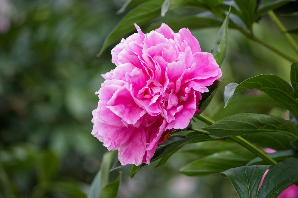 Пион (Paeonia).