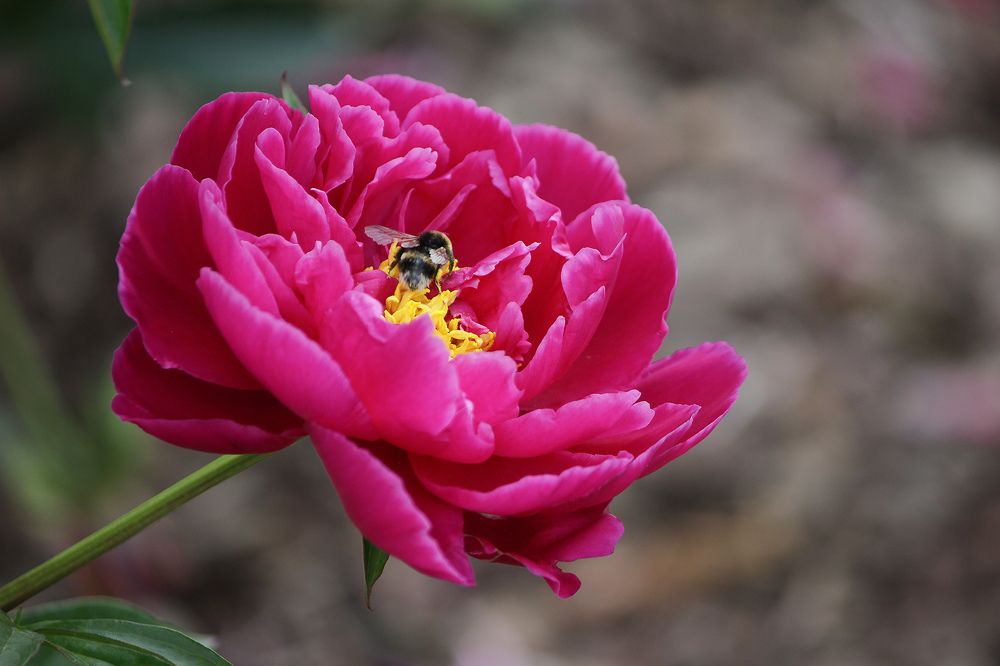 Пион (Paeonia).
