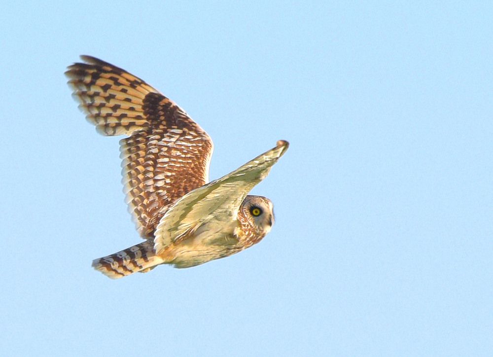 Asio flammeus Сова болотная
