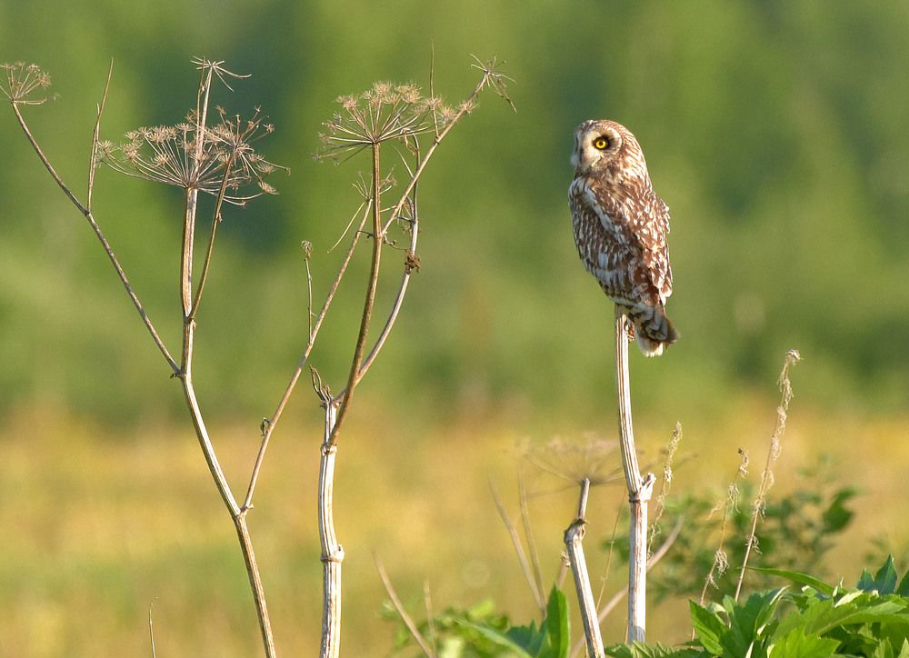 Asio flammeus Сова болотная