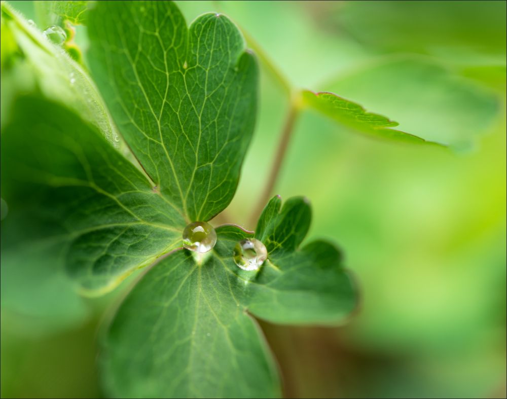Капельки дождя