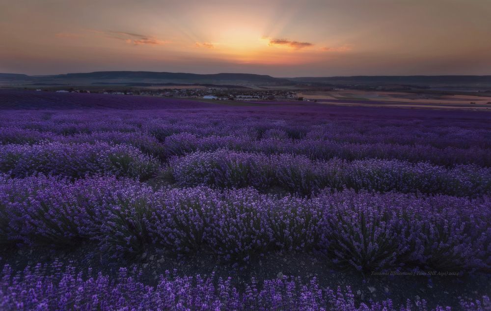 Лавандовое море