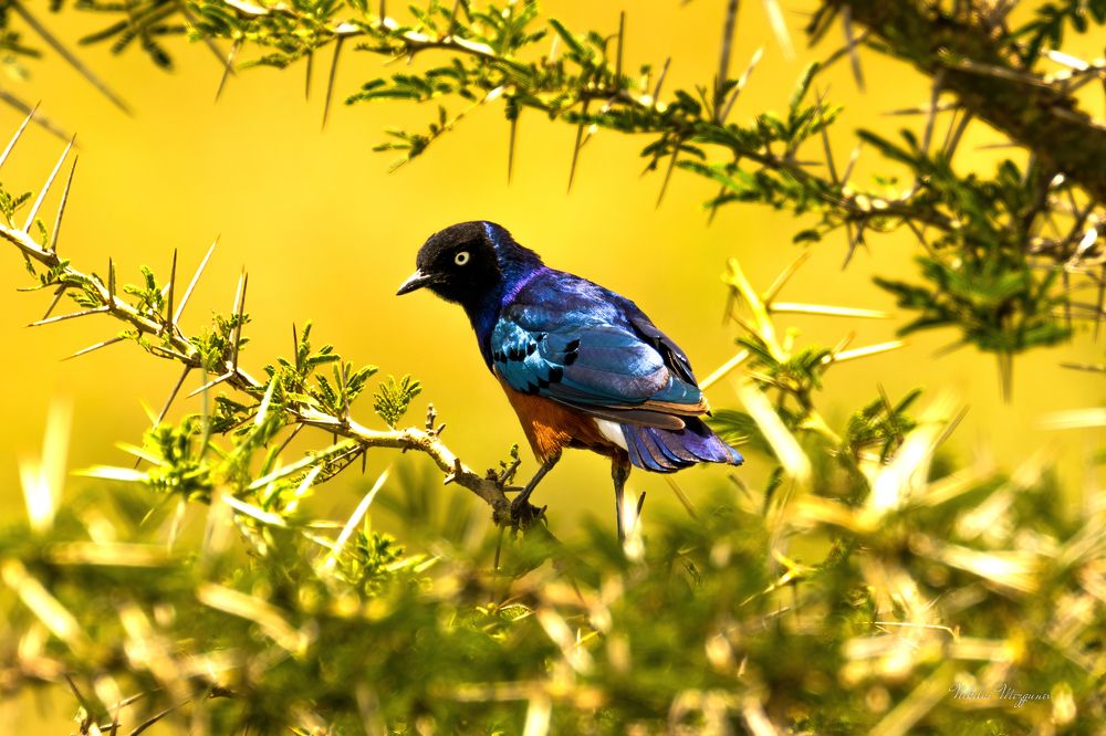 Африканский скворец ( Starling )
