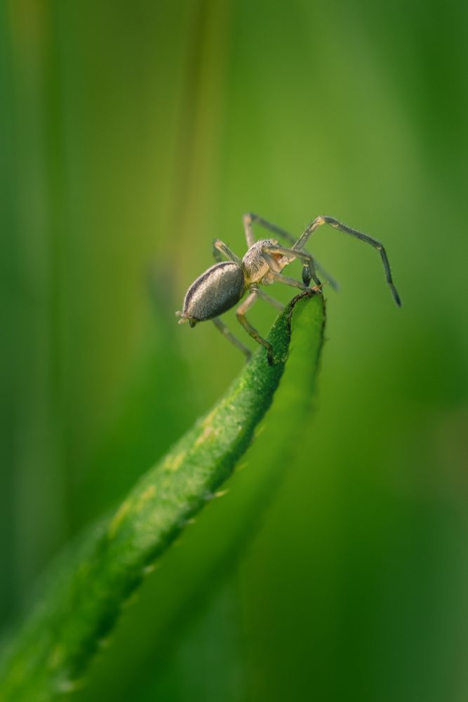 Паучки