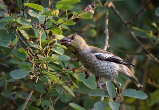 Самка дубоноса