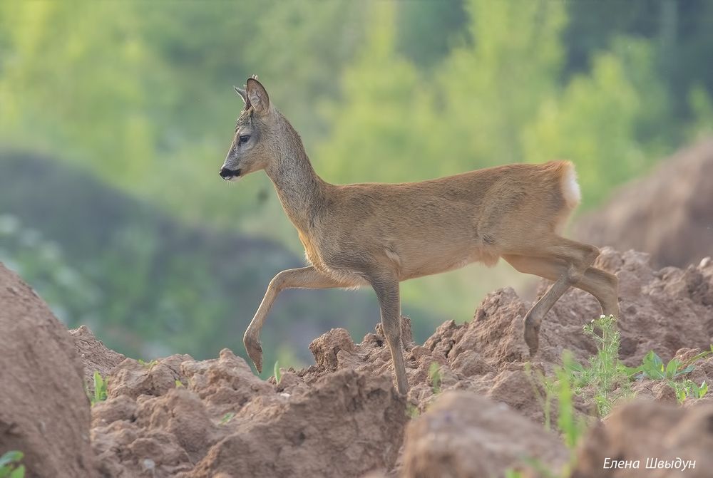 Европейская косуля