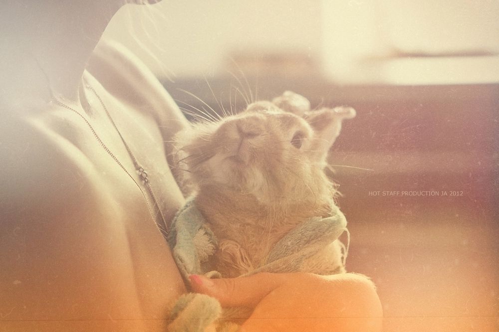 Photo 266810