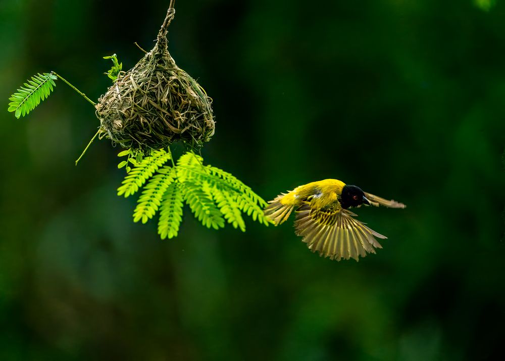 Golden Backed Weaver
