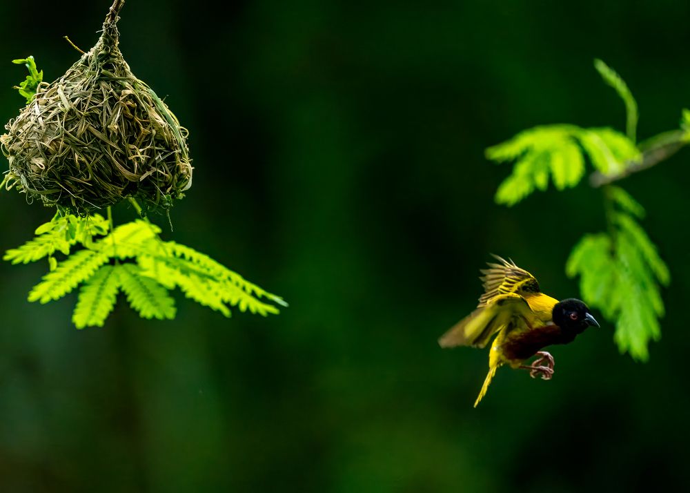 Golden Backed Weaver