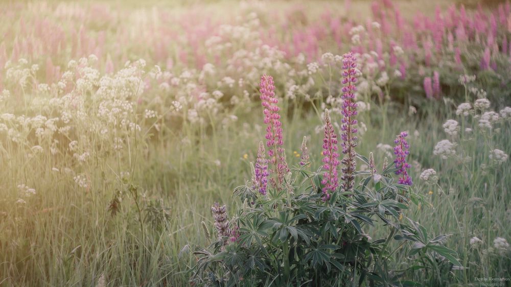 Photo 2660557
