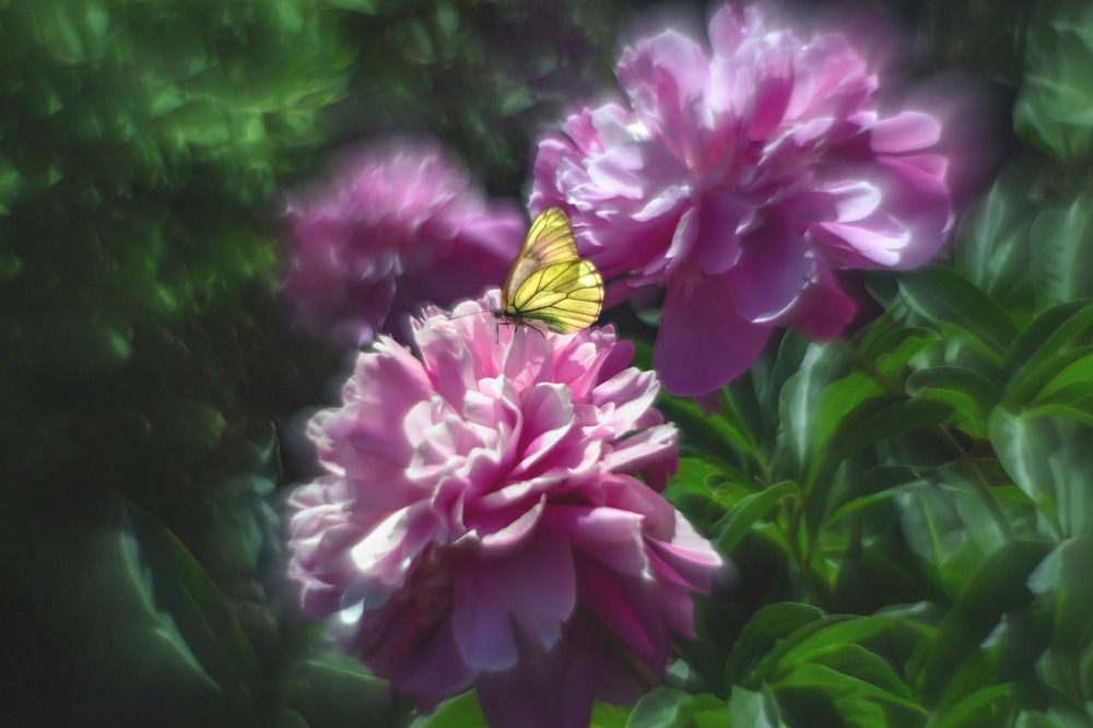 Photo 2660785