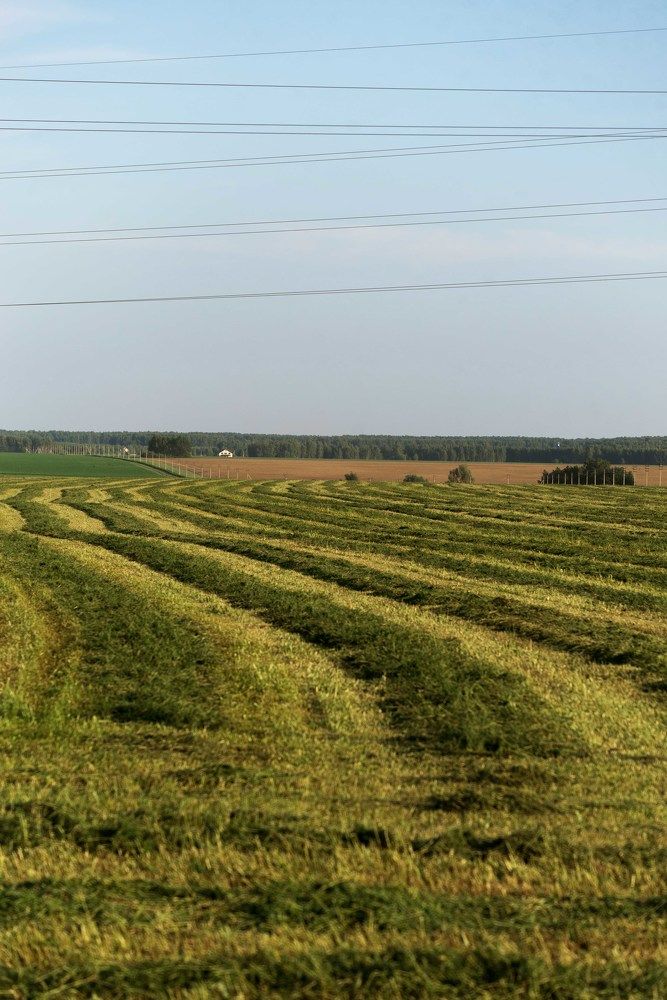 Июнь в деревне.
