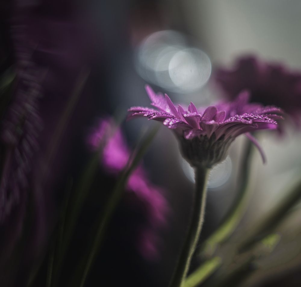 Photo 2662336
