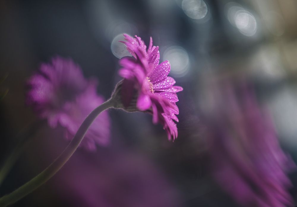 Photo 2662339