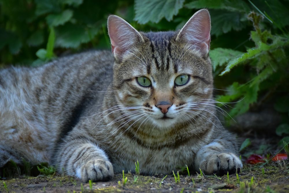 Кошка на улице летом