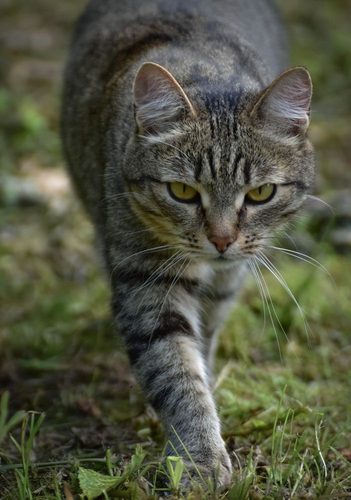 Кошка на улице летом
