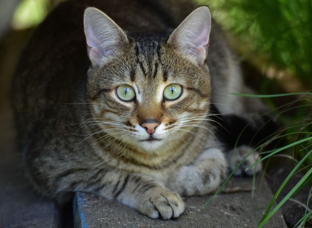 Кошка на улице летом