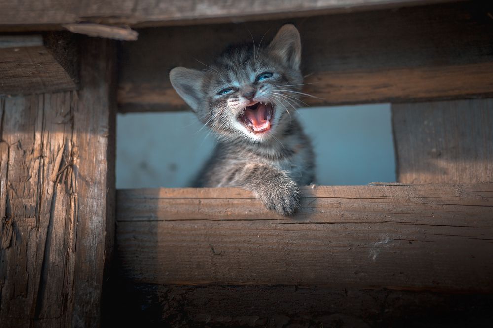 Хвостики