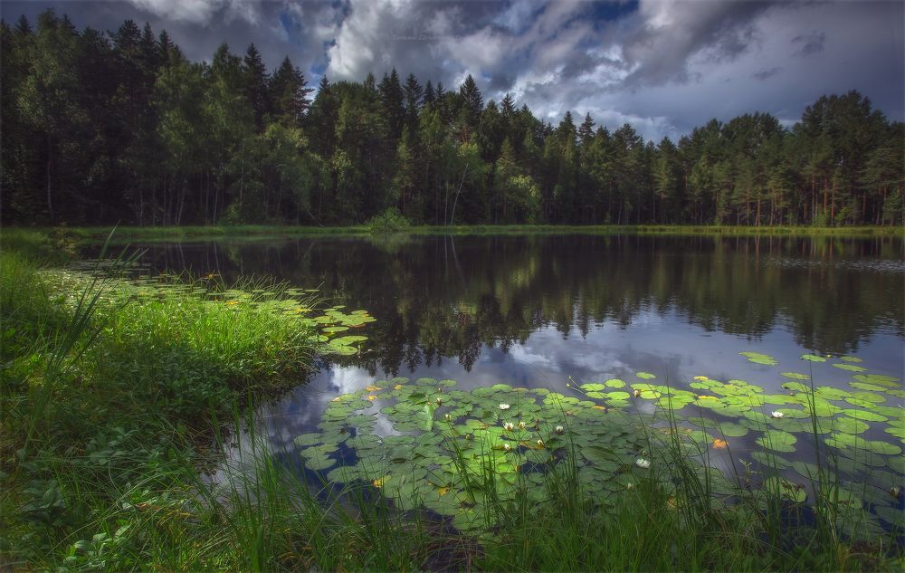 Где кувшинки...