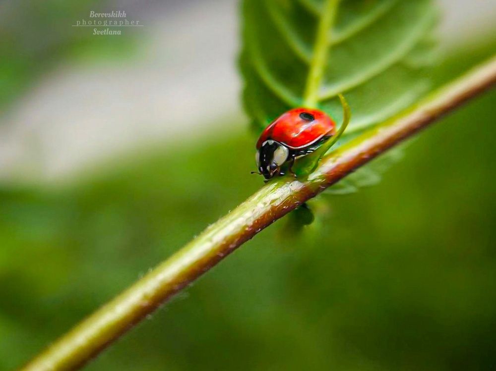 Модница Ladybird