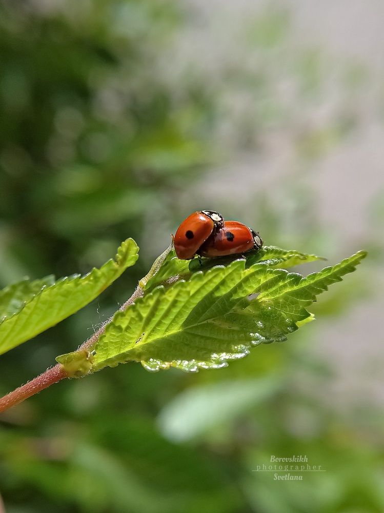 Модница Ladybird