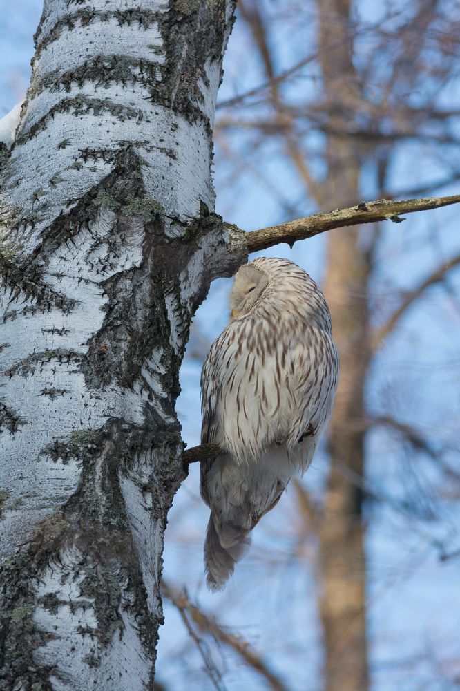 Сова в лесу