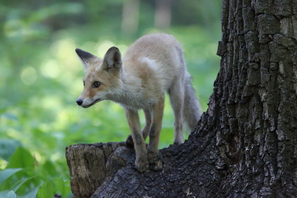 Photo 2664687