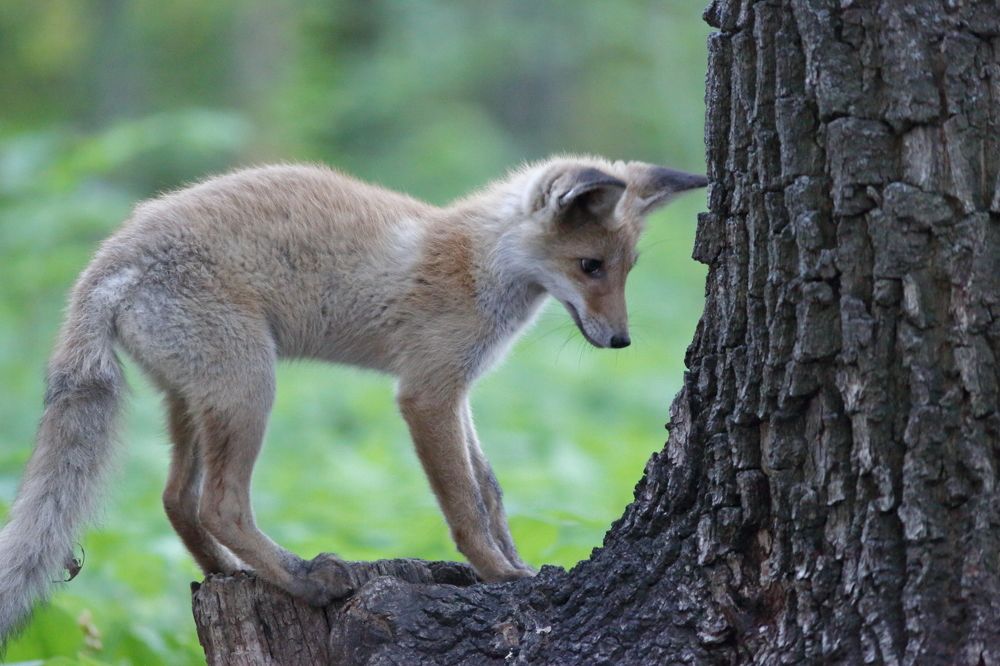 Photo 2664689