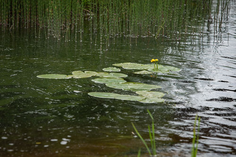 Река Поведь, деревня Подсосенье (Торжокский район Тверской области).