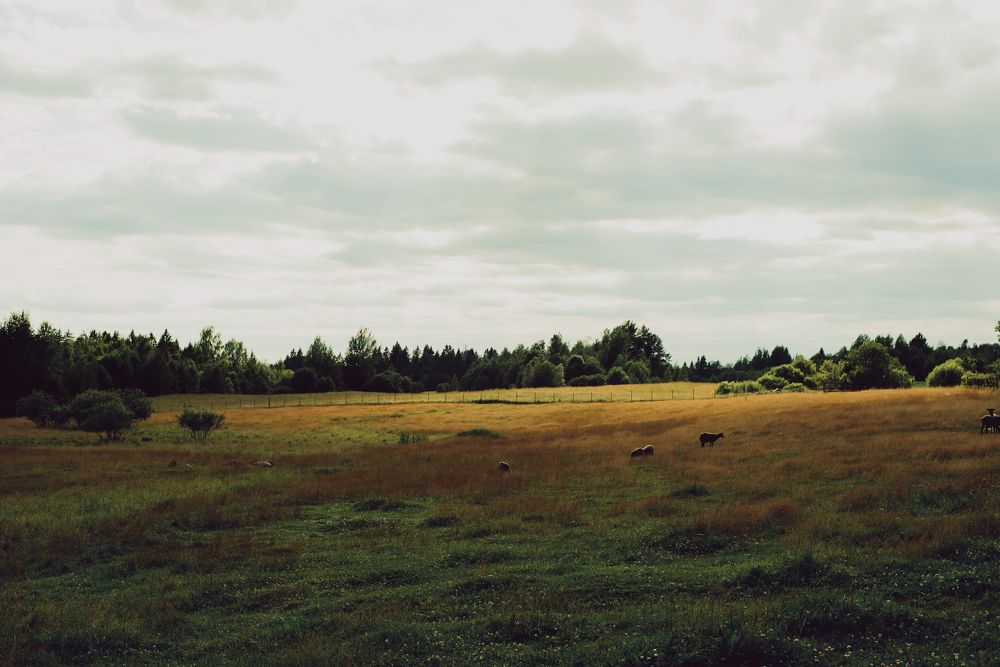 Summer days in the countryside