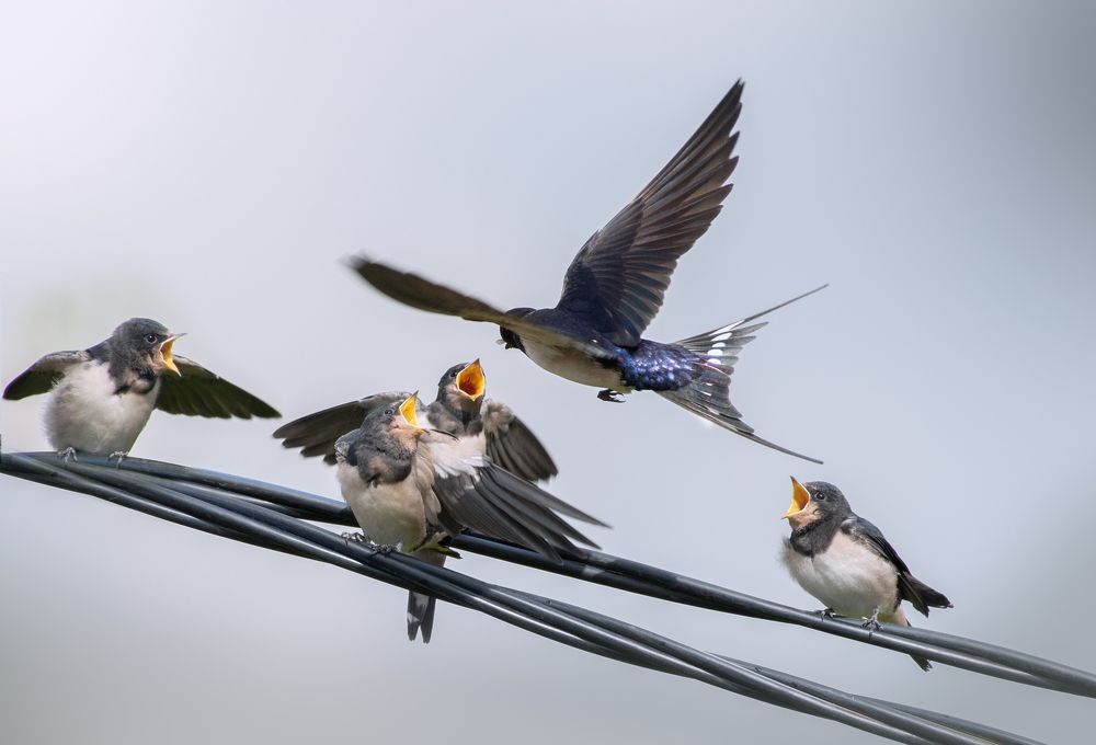 Деревенская Ласточка Hirundo rustica
