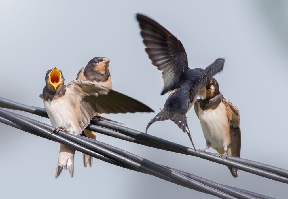 Деревенская Ласточка Hirundo rustica