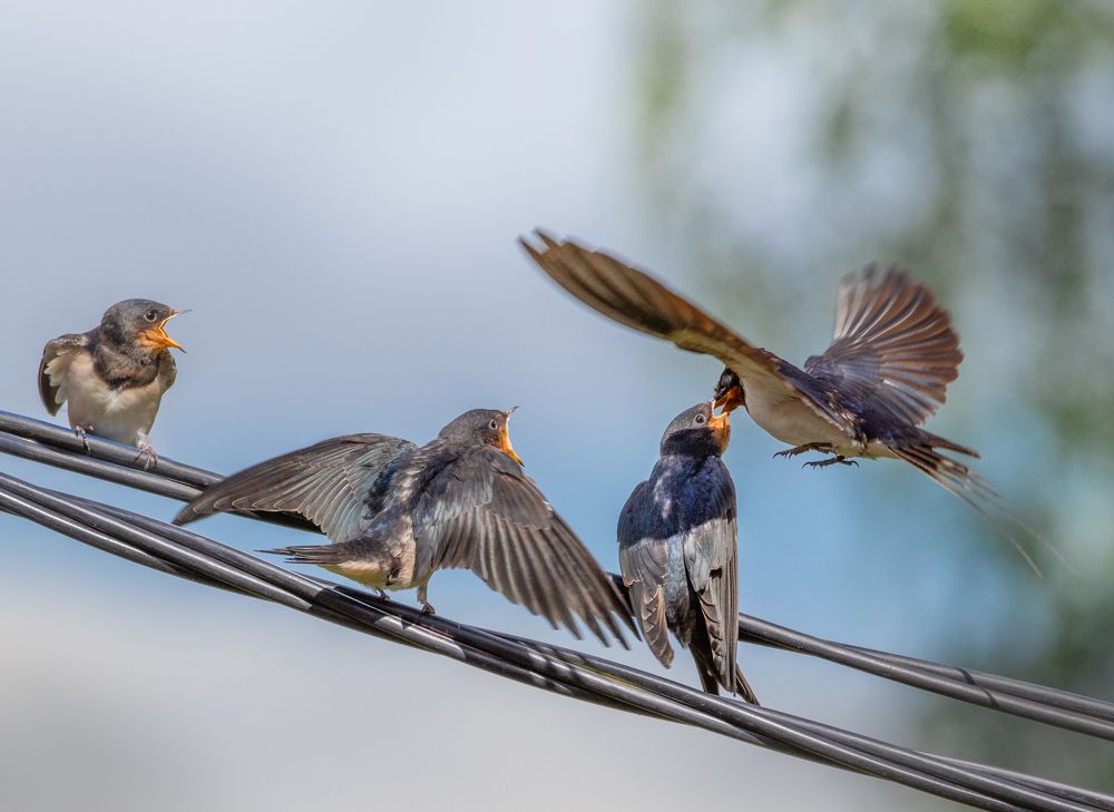 Деревенская Ласточка Hirundo rustica
