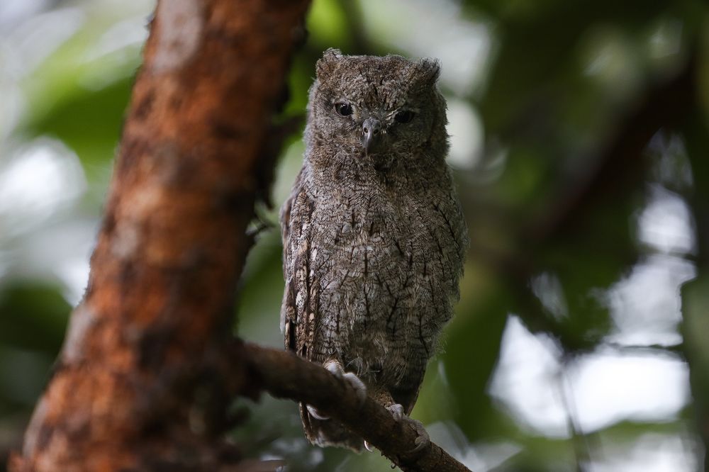Scops owl