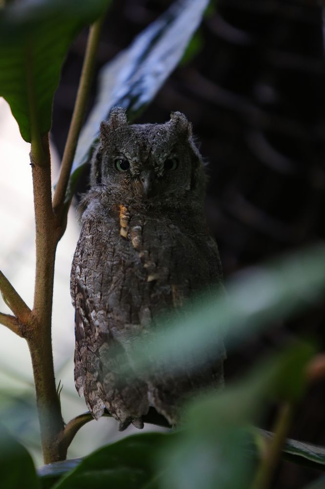 Scops owl