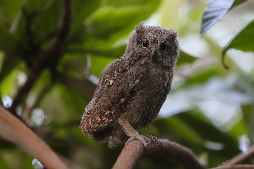 Scops owl