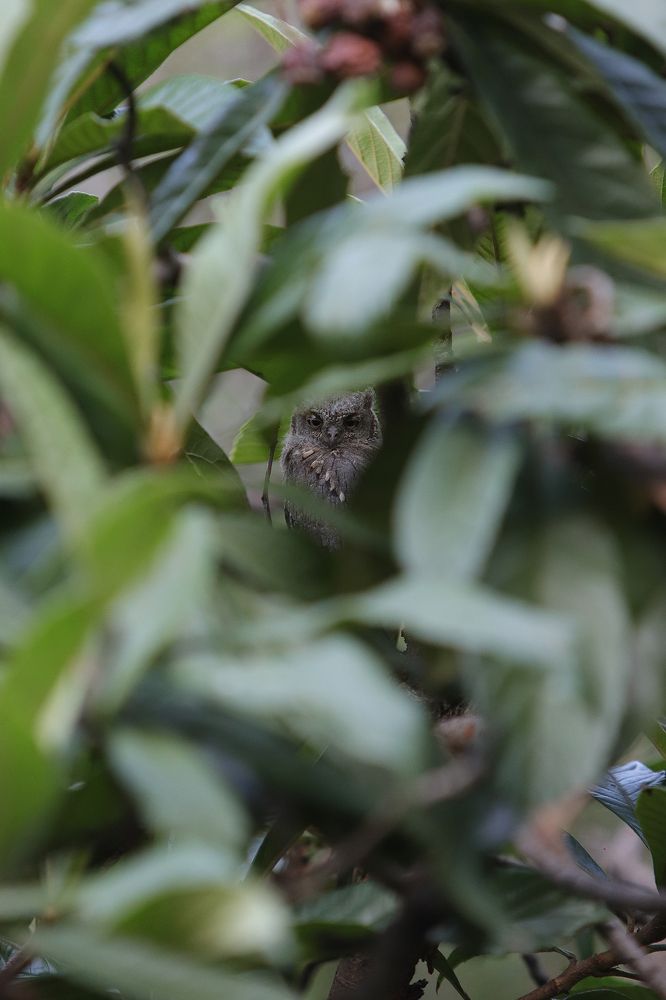 Scops owl