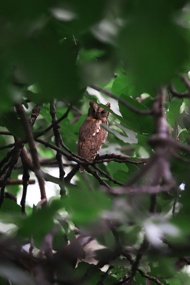 Scops owl